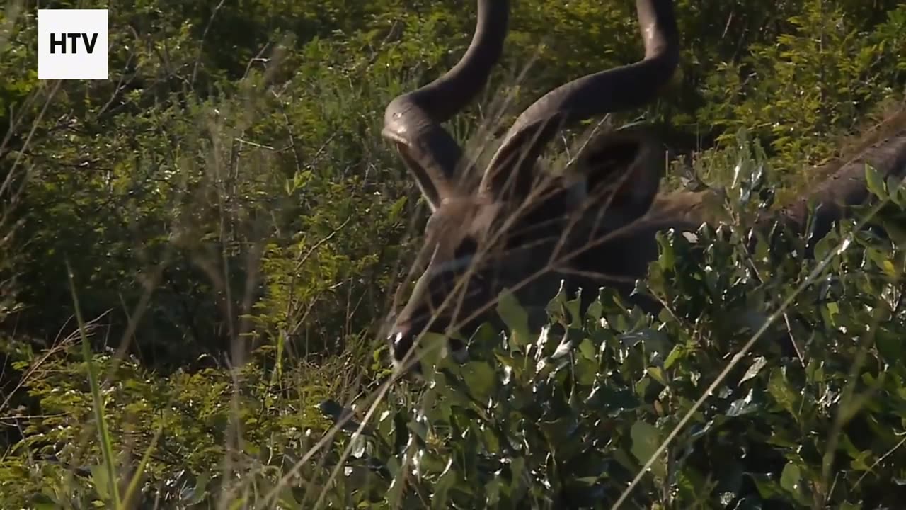 Life and Death in Slow Motion