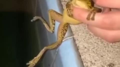 Just chillin with the frog