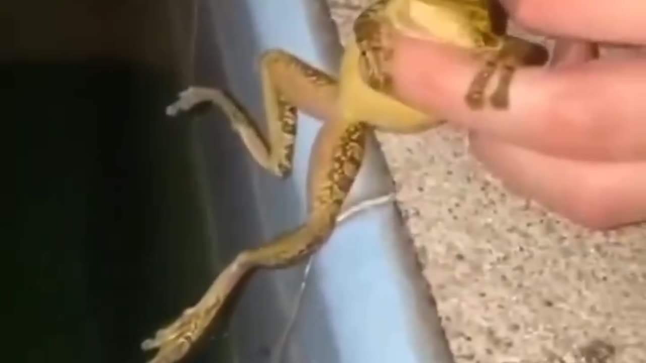 Just chillin with the frog