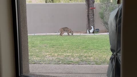 Bobcat Spotted Playing With Bunny