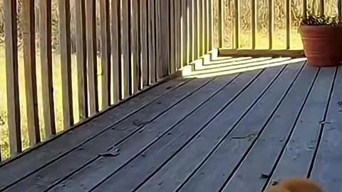 Mother Cat Fights Off Three Birds of Prey