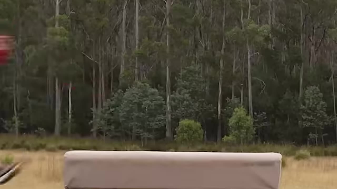 If animals did Parkour