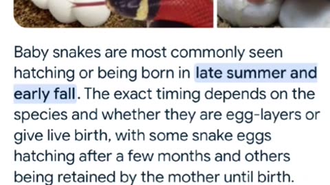ABC ISLAND SERPENT HEAD: What time of the year do serpents give birth??? V64