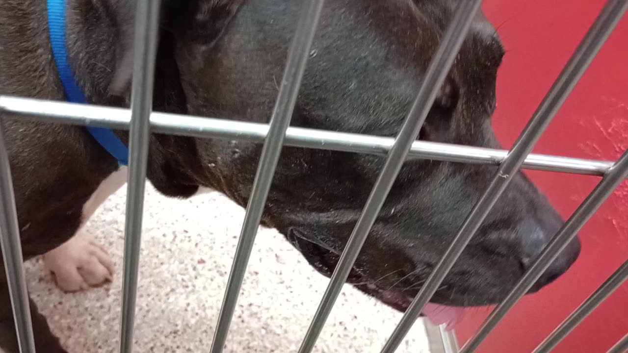 Asher 4y A878713 kennel 9 pod 1 PACC shelter rally love Asher, seems like such a cool dude2025919316