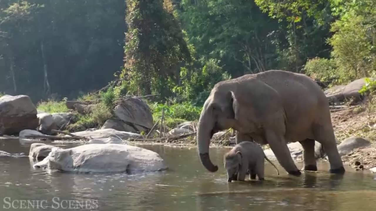 A small and beautiful elephant