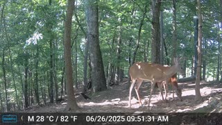 The Woods – 06/27/2025