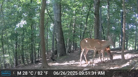 The Woods – 06/27/2025