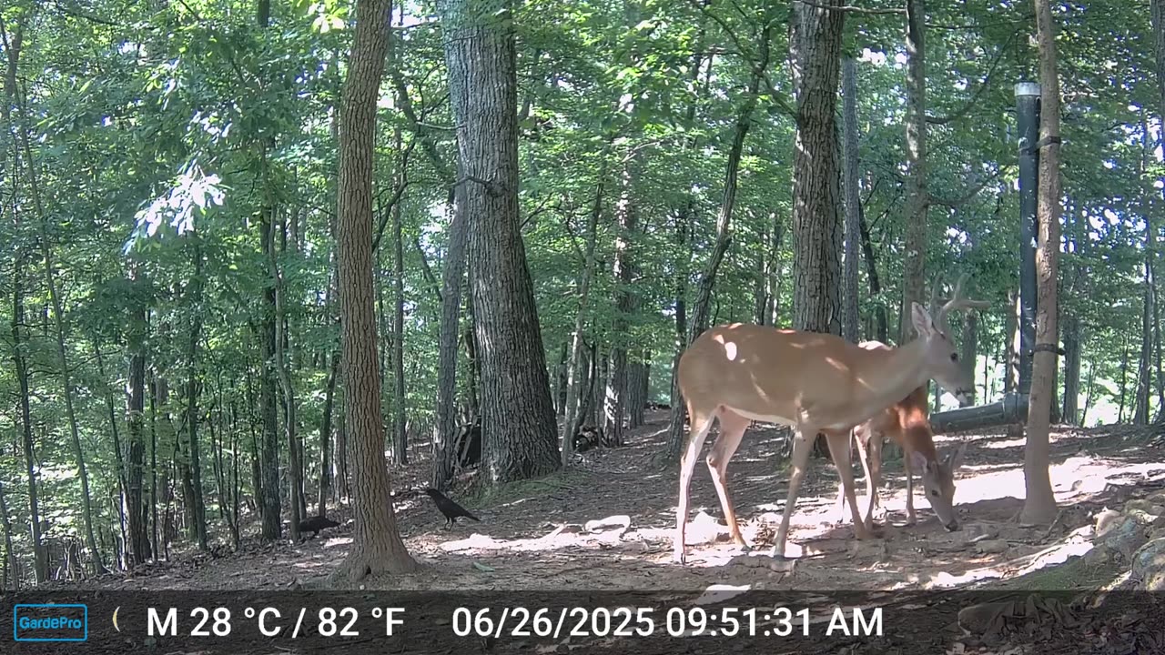 The Woods – 06/27/2025