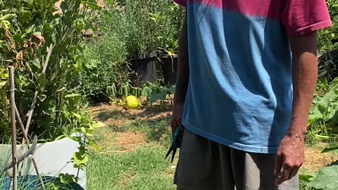 Tea on Tuesday 7/15 Part 1 - Picking Fresh Herbs and Sickness this week