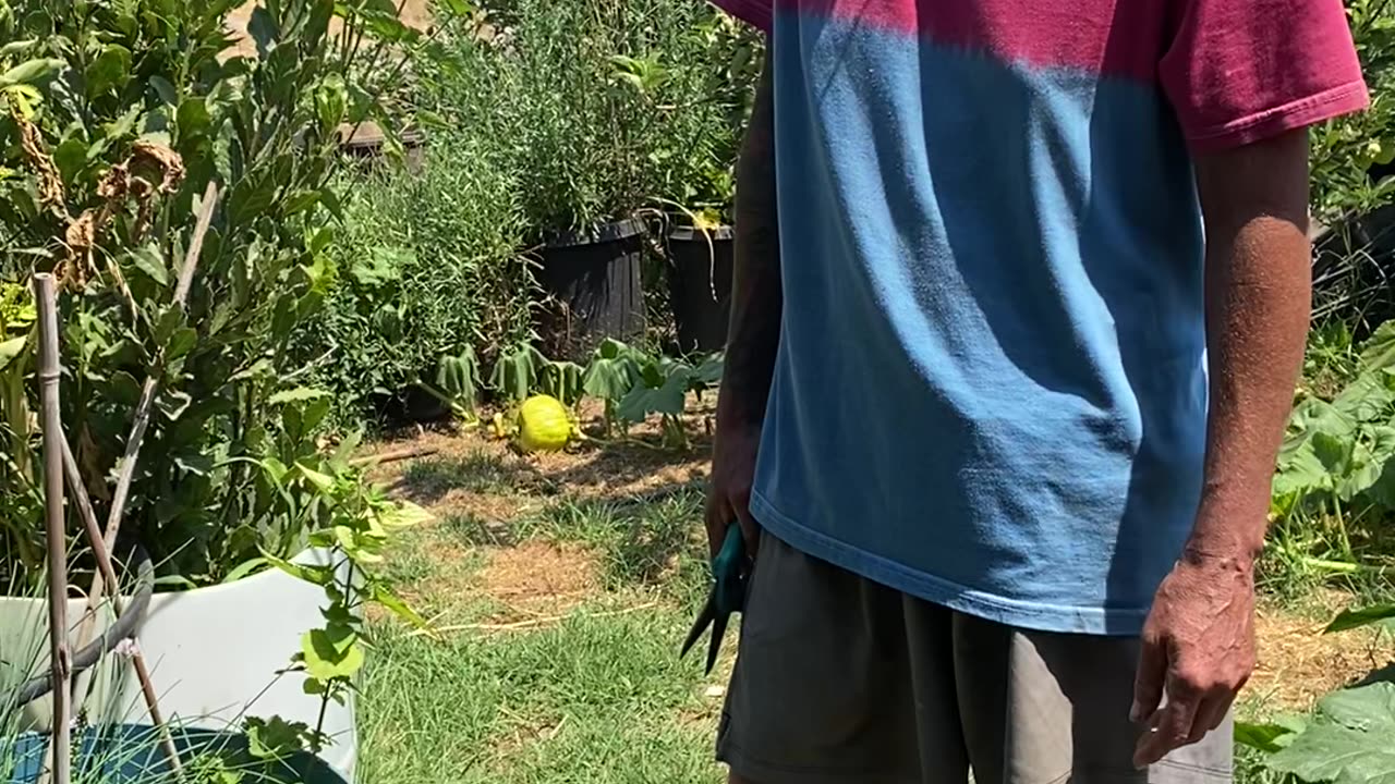 Tea on Tuesday 7/15 Part 1 - Picking Fresh Herbs and Sickness this week