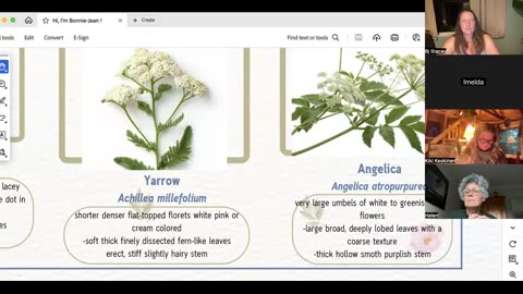 Wild Weed Look Alikes