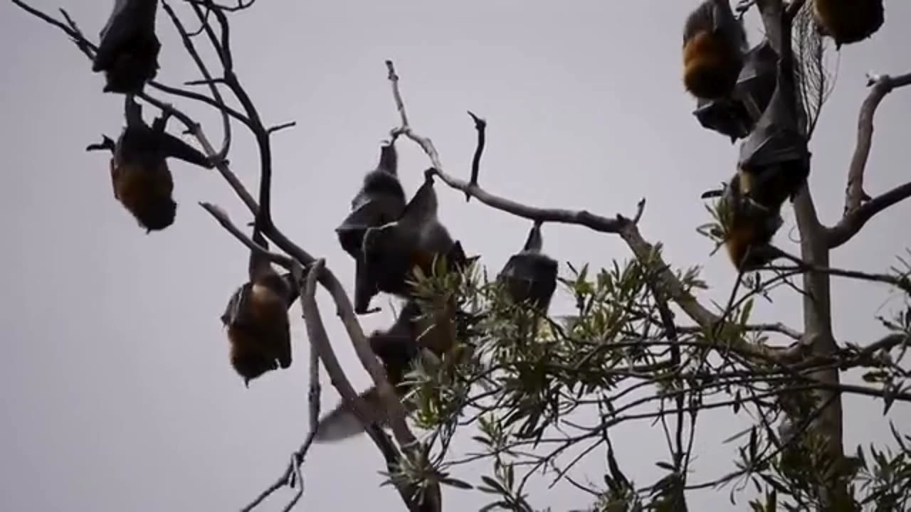 BAT where do you belong?