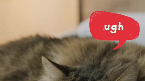 Lazy Cat