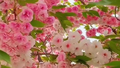 حضرت علی کرم اللہ وجہہ الکریم