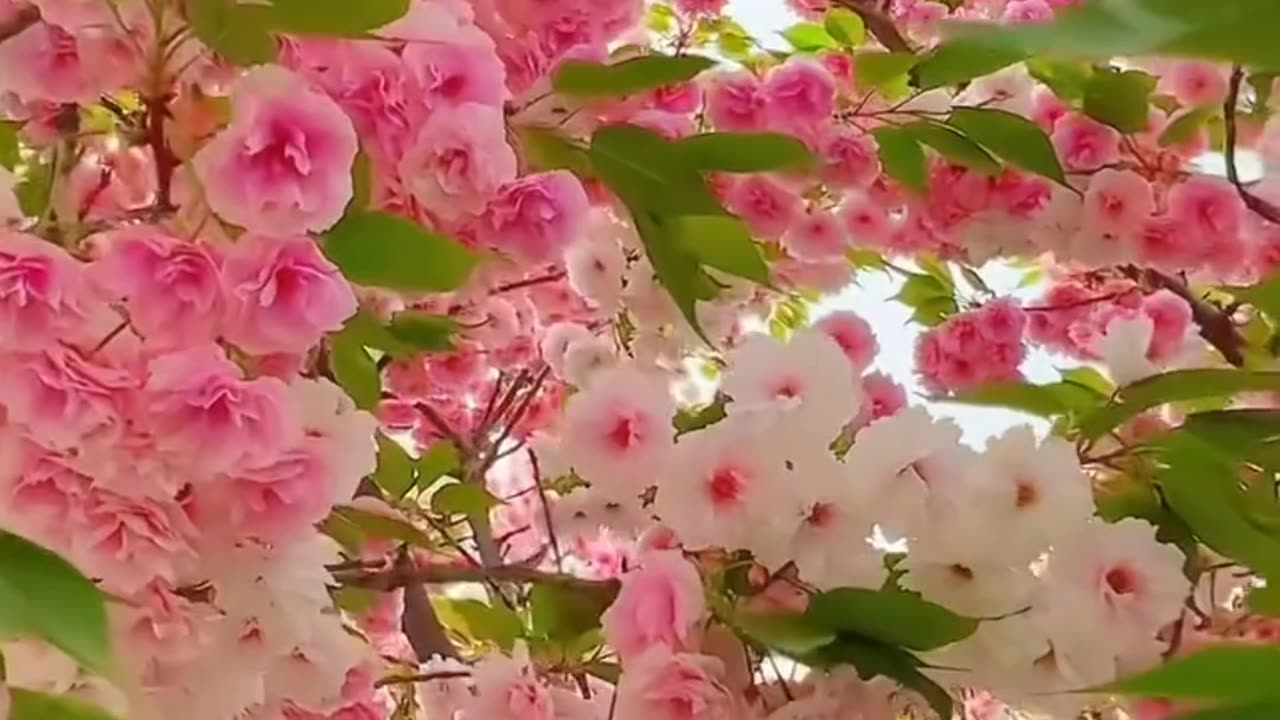 حضرت علی کرم اللہ وجہہ الکریم