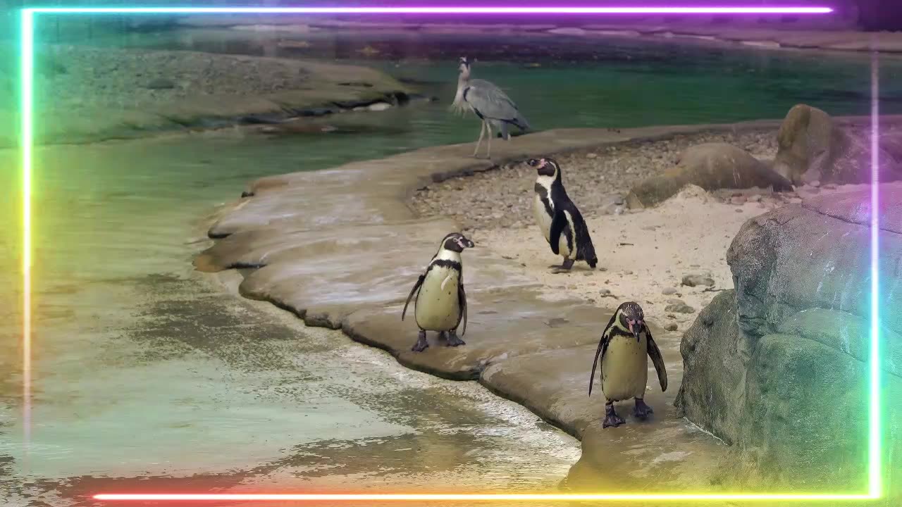 Animal Show