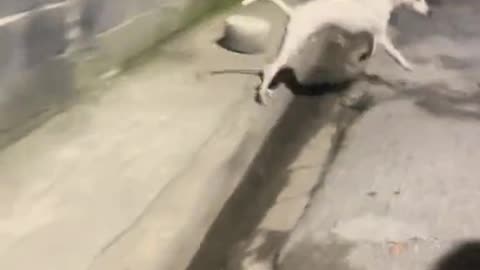 Funny Dog's Comedy Videos 🤣 so cute videos 😍