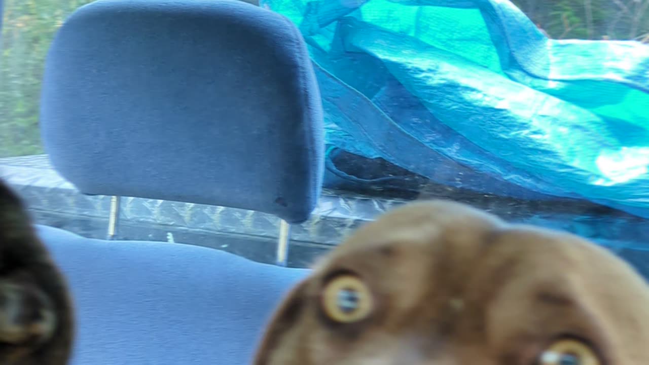 Singing in the truck