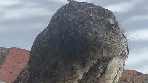 Irritated Owl Slowly Turns Around