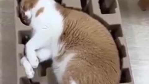 viewing BITCHute TOP ASSperts