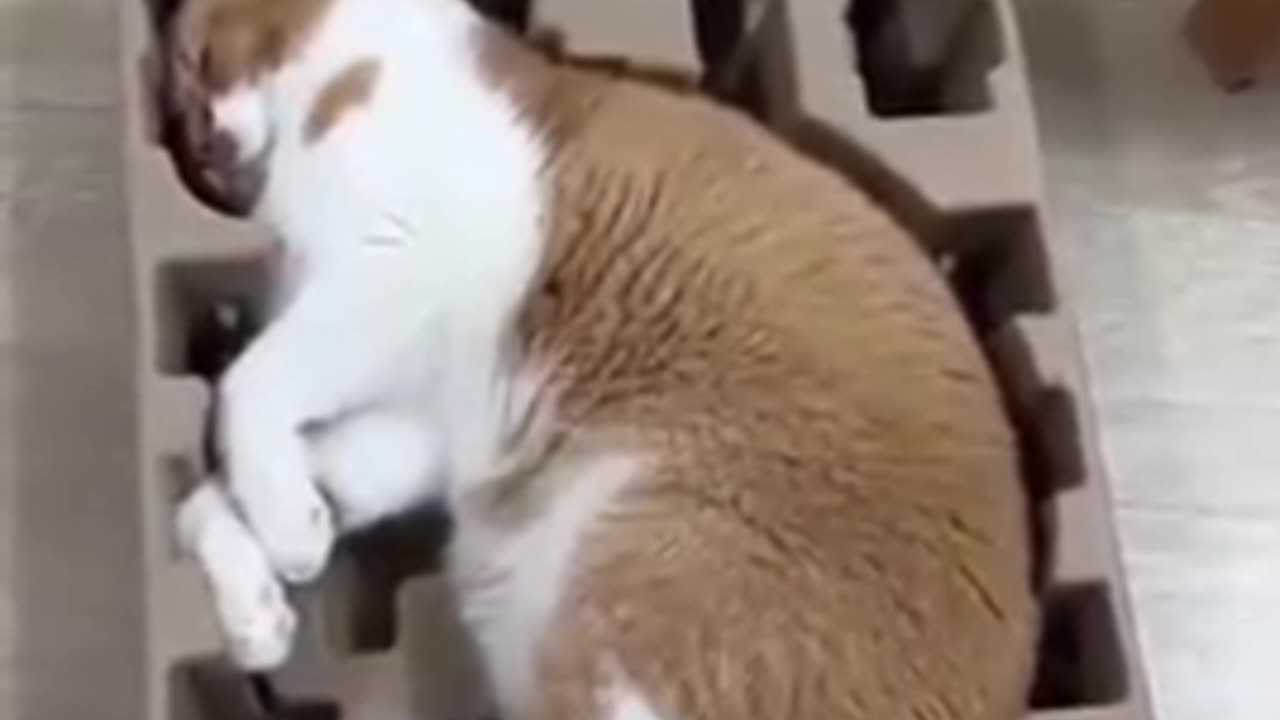 viewing BITCHute TOP ASSperts