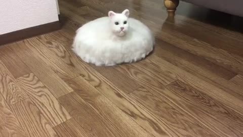 Un chat sur un aspirateur