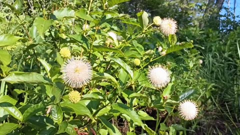Sugar Shack Buttonbush