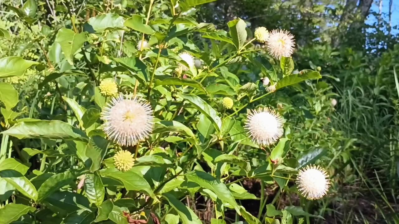 Sugar Shack Buttonbush