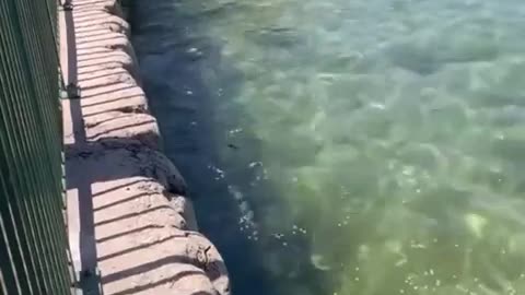 Crazy person freaking out trying to prevent ducks from mating..