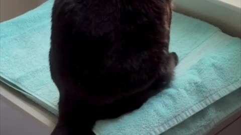 Cute Precious Piper is Aspiring to Be a Clock - Adopting a Cat from a Shelter Vlog #shorts