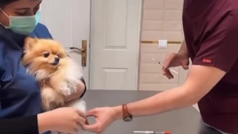 Injecting a short-legged dog