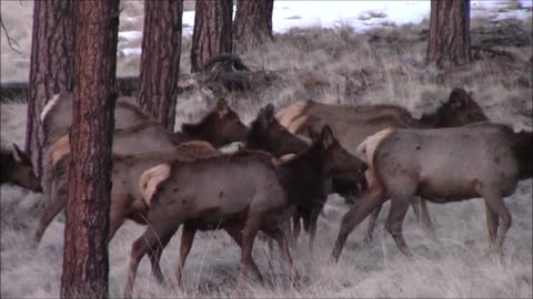 Arizona's "Yellowstone" Part 2
