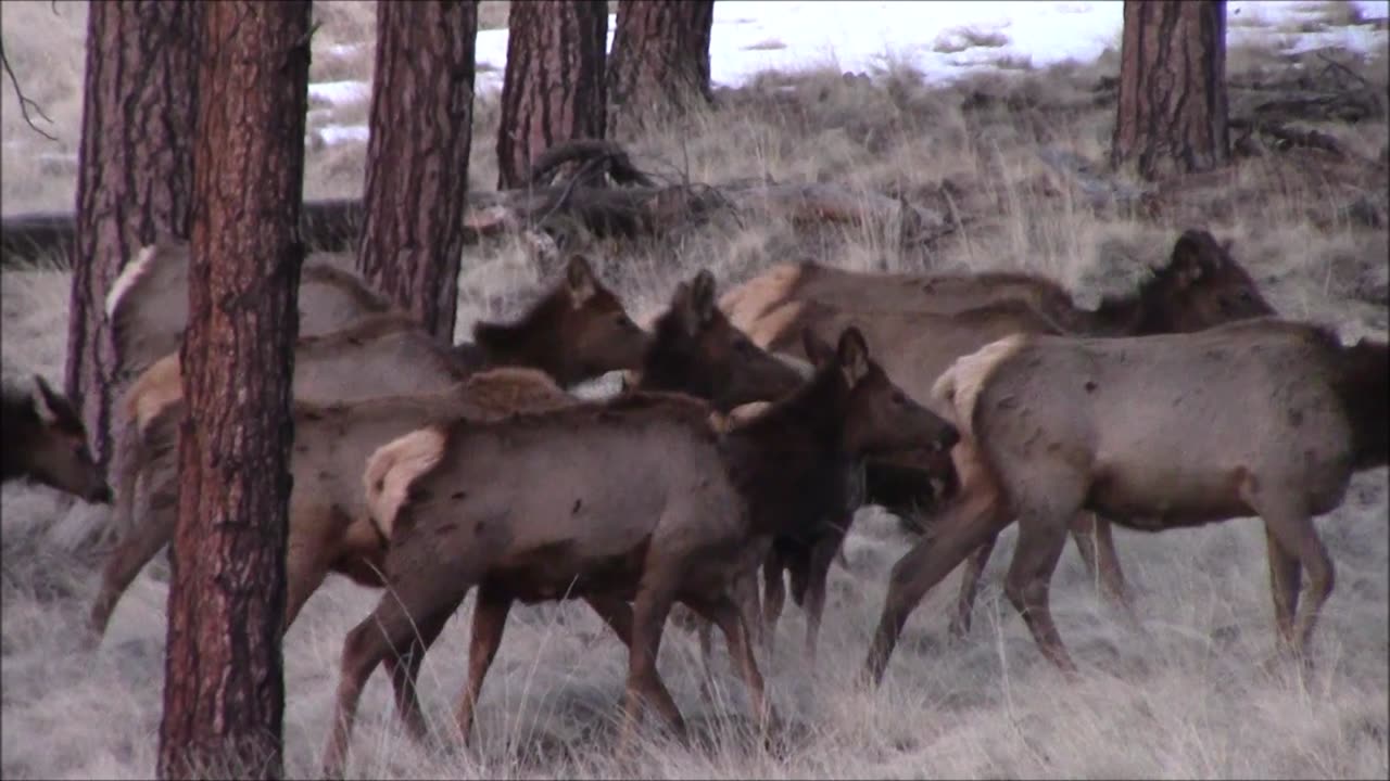 Arizona's "Yellowstone" Part 2
