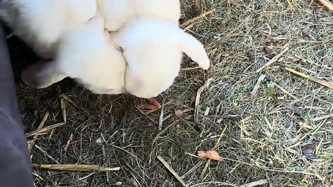 liten vit kaninunge hjärtekrossare