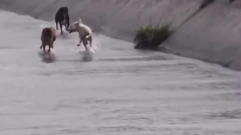 Running With The Boys