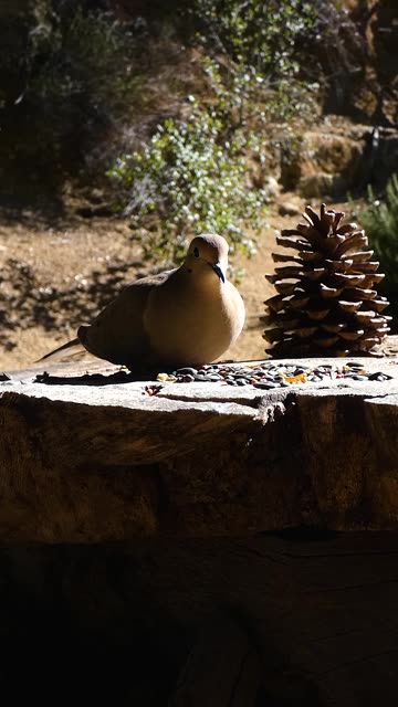 Mourning Dove🐦Morning Peck