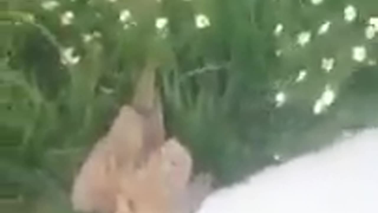 Wind Energie Windrad Vögel