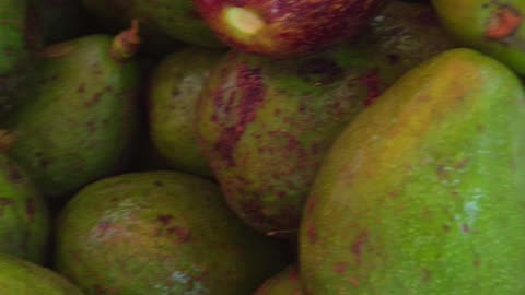 Fresh Harvest! Avocados & Bananas from the Farm 🇵🇭 | Expat in the Philippines