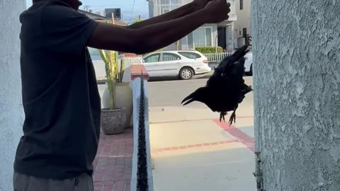 Crow Crashes Into Window and Family Unites for Wild Backyard Rescue