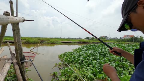 Minnow Mysteries Their Role in Ecosystems