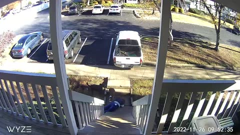 Falling Down the Stairs With Dogs