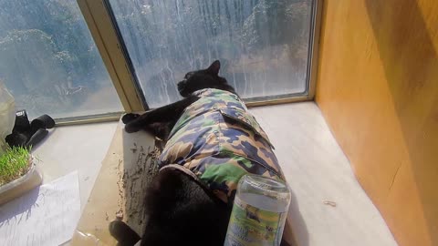 My pet cat vlog, his name is Heihei, 02/18, 2025, play with him， #catvideo #asmr