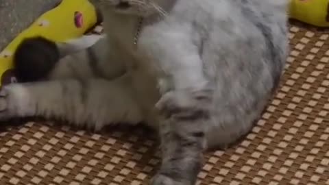 kenapa dah kucing ini🤣