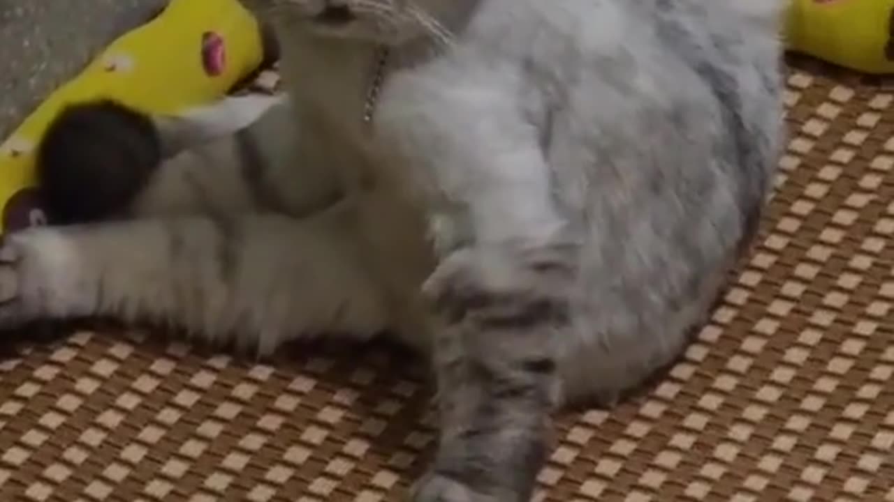 kenapa dah kucing ini🤣