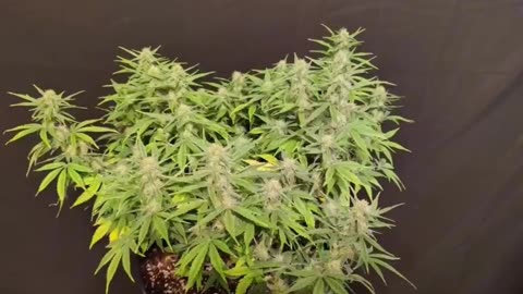 Fairy Cake Autoflower from Mephisto Genetics