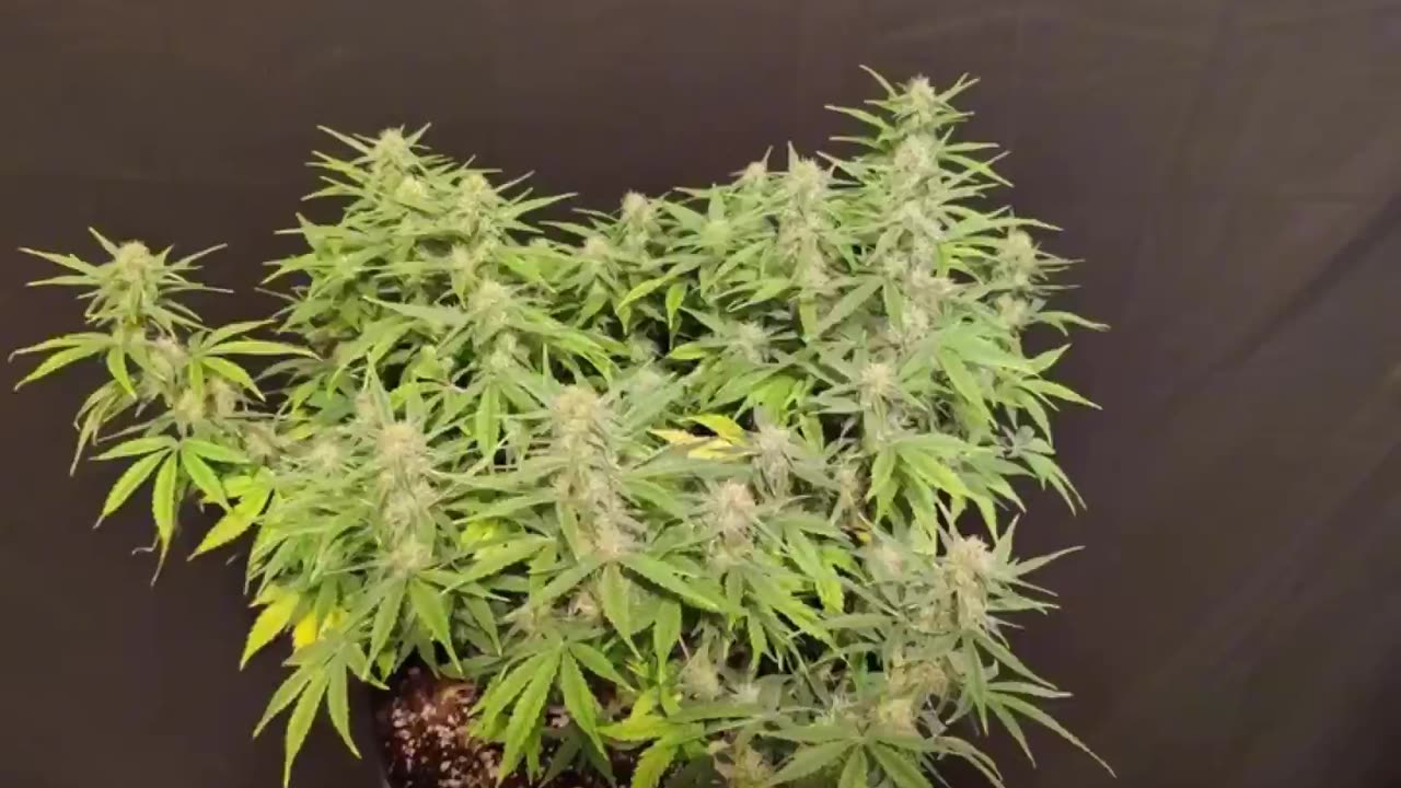 Fairy Cake Autoflower from Mephisto Genetics