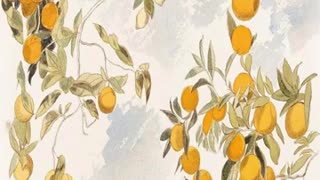 Momento Malum Today Episode 178 Pomelo and Grapefruit Genetics