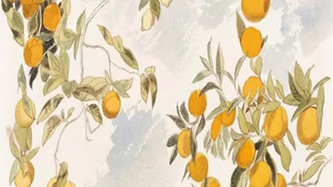 Momento Malum Today Episode 178 Pomelo and Grapefruit Genetics