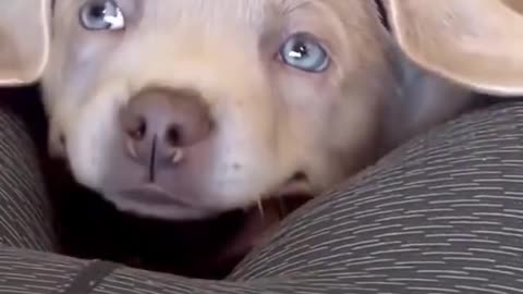 Puppy Paul