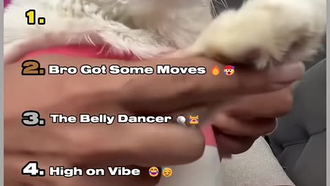 Ranking the best cat dance